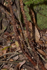 Dryopteris championii