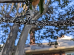 Eriococcus lagerstroemiae