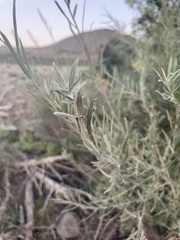 Salix exigua