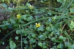 Ranunculus gmelinii