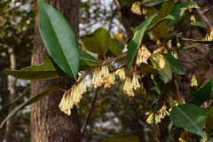 Elaeagnus glabra