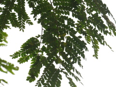 Cenostigma pluviosum