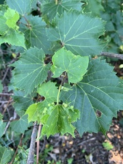 Daktulosphaira vitifoliae