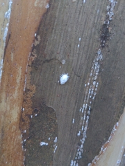 Eriococcus lagerstroemiae