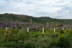 Leucophyllum laevigatum