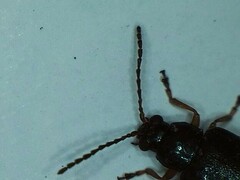 Lysathia ludoviciana