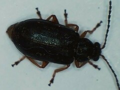 Lysathia ludoviciana