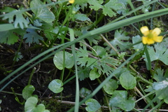 Ranunculus gmelinii