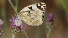 Melanargia lachesis