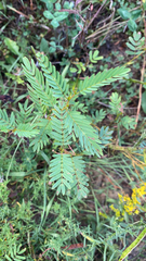 Chamaecrista fasciculata