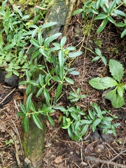 Polygaloides chamaebuxus