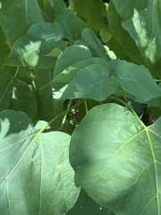 Amauromyza pleuralis