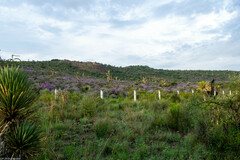 Leucophyllum laevigatum