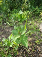 Verbena urticifolia