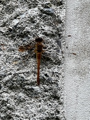 Sympetrum vicinum