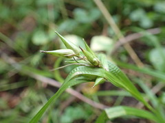 Carex intumescens