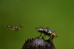 Protandrena andrenoides