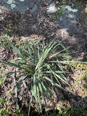 Yucca filamentosa