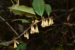 Elaeagnus glabra