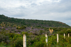 Leucophyllum laevigatum