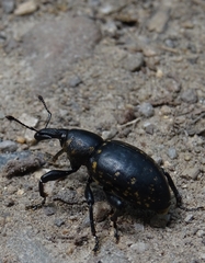 Liparus glabrirostris