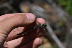 Somatochlora semicircularis