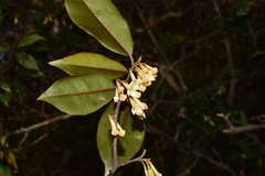 Elaeagnus glabra
