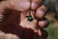 Somatochlora semicircularis