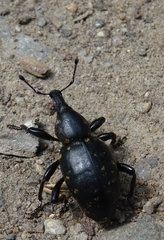 Liparus glabrirostris