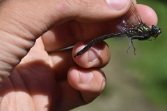 Somatochlora semicircularis