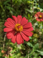 Zinnia elegans