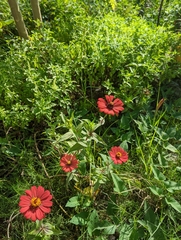 Zinnia elegans