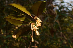 Elaeagnus glabra