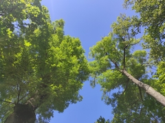 Fraxinus excelsior