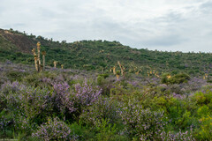 Leucophyllum laevigatum