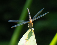 Brachydiplax chalybea