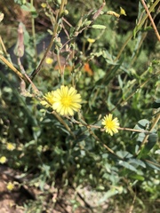 Lactuca serriola