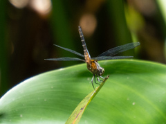 Brachydiplax chalybea