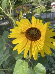 Chauliognathus pensylvanicus