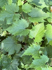 Vitis