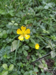 Ranunculus acris