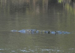 Crocodylus acutus