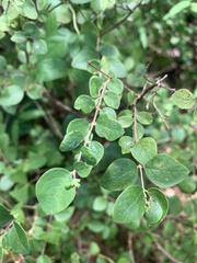 Symphoricarpos orbiculatus