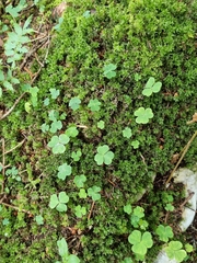 Oxalis acetosella