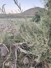 Salix exigua