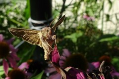 Anagrapha falcifera