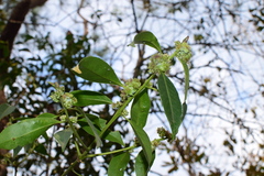 Symplocos glomerata