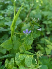 Cleome rutidosperma