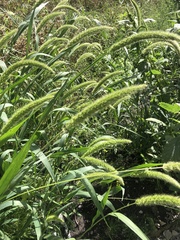 Setaria faberi