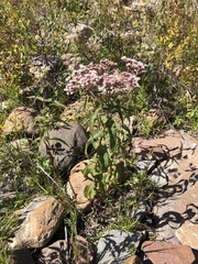 Eupatorium perfoliatum